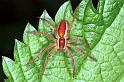 Dolomedes_fimbriatus_RF0727_Z_88_Les Gris_Frankrijk